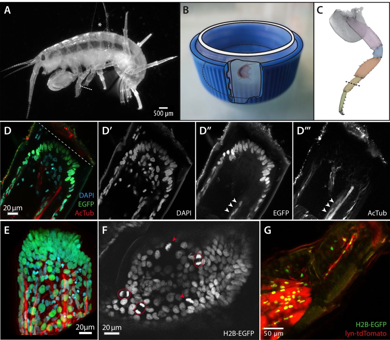 First Time Lapse Footage Of Cell Activity During Limb Regeneration Microscopy 5097