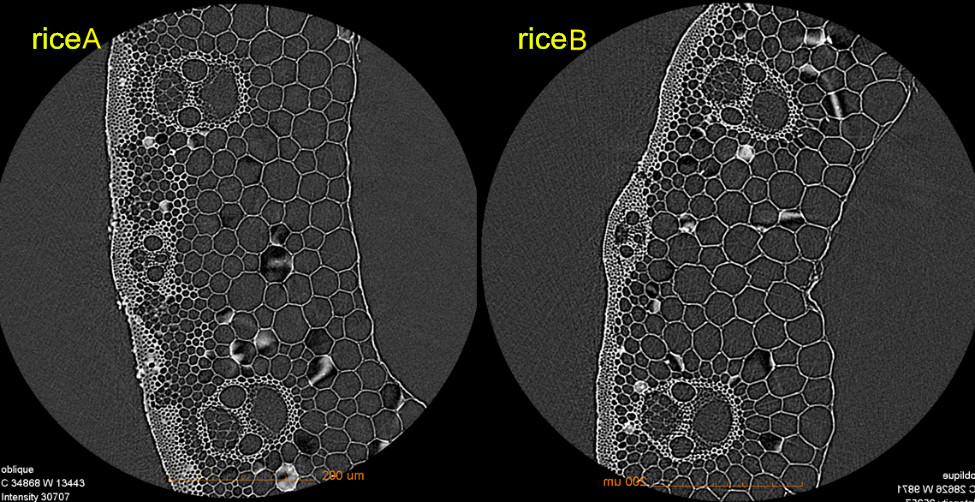 Transverse of the 0.7um/voxel resolution by two different rice stems.