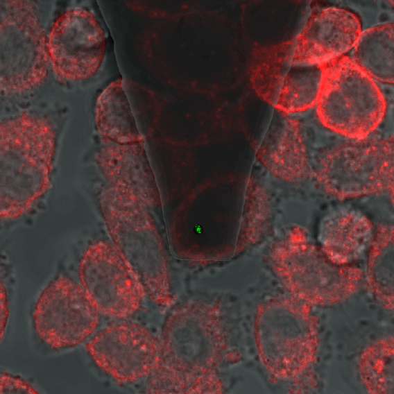 Confocal microscopy image of an AFM tip bearing a single virus (green spot) on a layer of CHO cells.
