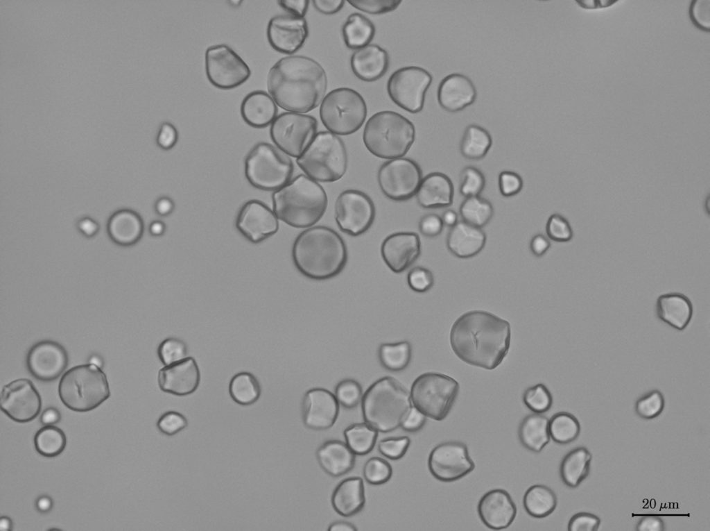 Cassava starch grains (Manihot sculenta) imaged using transmitted light microscopy.