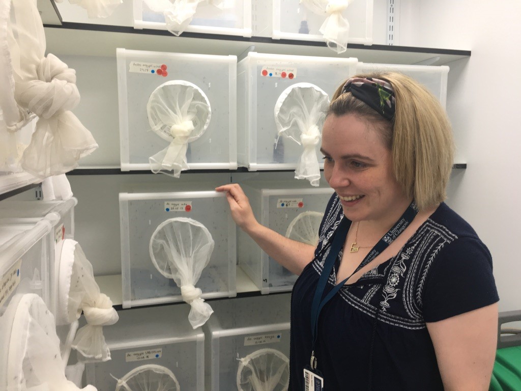 Dr. Steph Rainey in front of her mosquito colonies