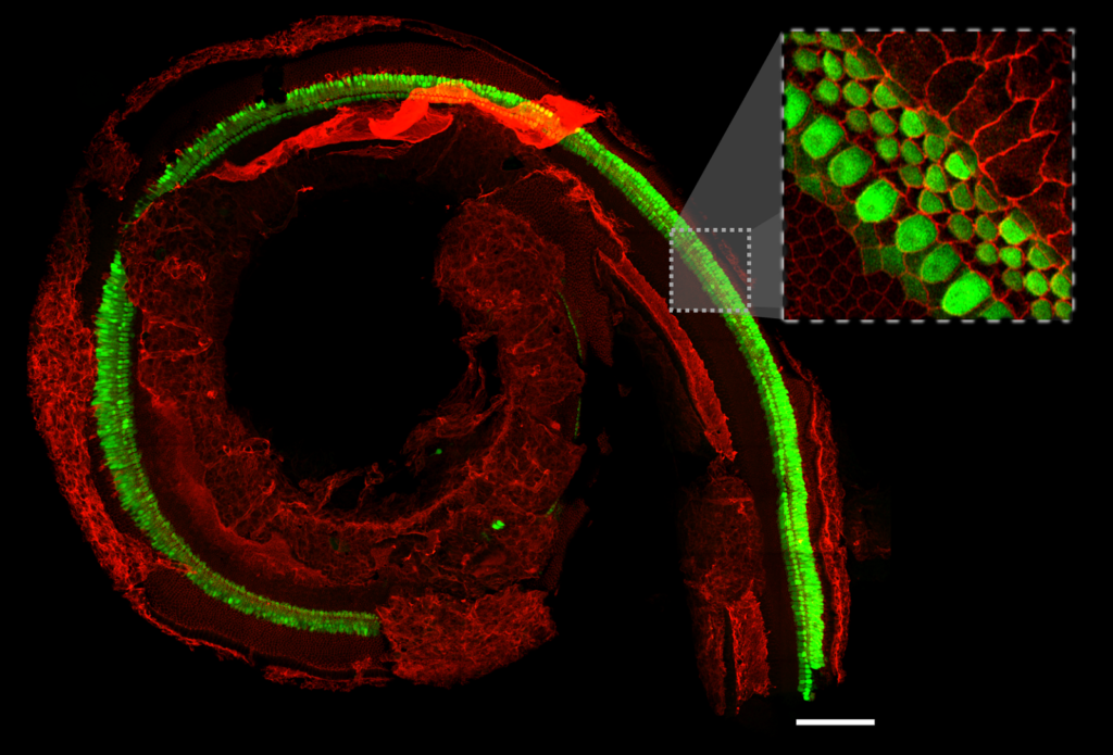 Confocal image of the entire sensory epithelium from an E16.5 cochlea. Cellular boundaries and hair cells are marked with Cy3 and EGFP fluorescent markers, respectively. The image is a maximum intensity projection of stitched optically sectioned tiles. A single z-plane zoomed-in region is shown in the gray box. The image was taken with a ZEISS confocal with Airyscan detector using a 63x oil-immersion objective. Scale bar: 100 microns.