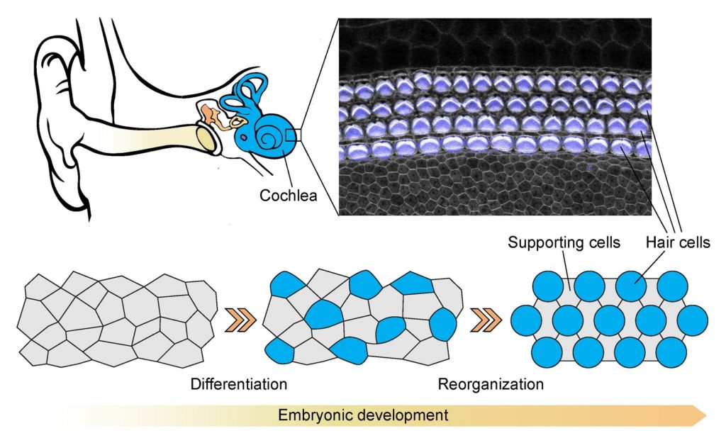 Embryonic development of the organ of Corti. Upper right image is a neonatal organ of Corti stained with a fluorescent marker for actin. Hair cells and stereocilia are artificially marked in cyan and white respectively. The image shows the final pattern of hair cells and supporting cells in the organ of Corti. The image was taken with ZEISS confocal using a 63x oil-immersion objective.