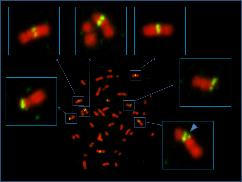 Representative image of a single HCT116 metaphase spread undergoing mitotic DNA Replication. EdU incorporation is visualized in green and corresponds to chromosomes undergoing mitotic DNA replication. The blue arrow indicates a DAPI-negative break located at a site of EdU incorporation. The image was acquired with a ZEISS confocal microscope and processed with ZEISS ZEN software. Image Credit: Dr. Vanesa Gottifredi, Fundación Instituto Leloir (Argentina)