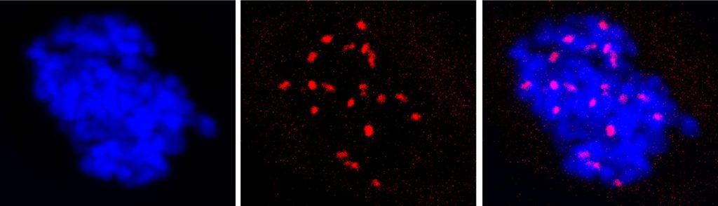 Mitotic U2OS cells undergoing DNA synthesis revealed by means of EdU incorporation and staining. Regions of DNA synthesis are revealed by EdU foci (red). Image acquired with a ZEISS confocal microscope and maximum intensity projections were generated with ZEISS ZEN software. Image Credit: Dr. Vanesa Gottifredi, Fundación Instituto Leloir (Argentina)