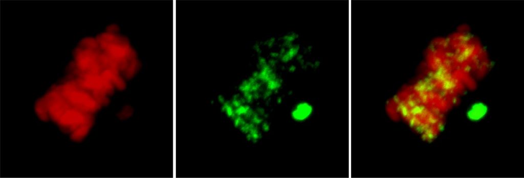 Mitotic U2OS cell with γH2AX foci. γH2AX foci (green) in M phase are markers of mitotic double strand breaks. Images were acquired with a ZEISS confocal microscope and maximum intensity projections were generated using ZEISS ZEN software. Image Credit: Dr. Vanesa Gottifredi, Fundación Instituto Leloir (Argentina)