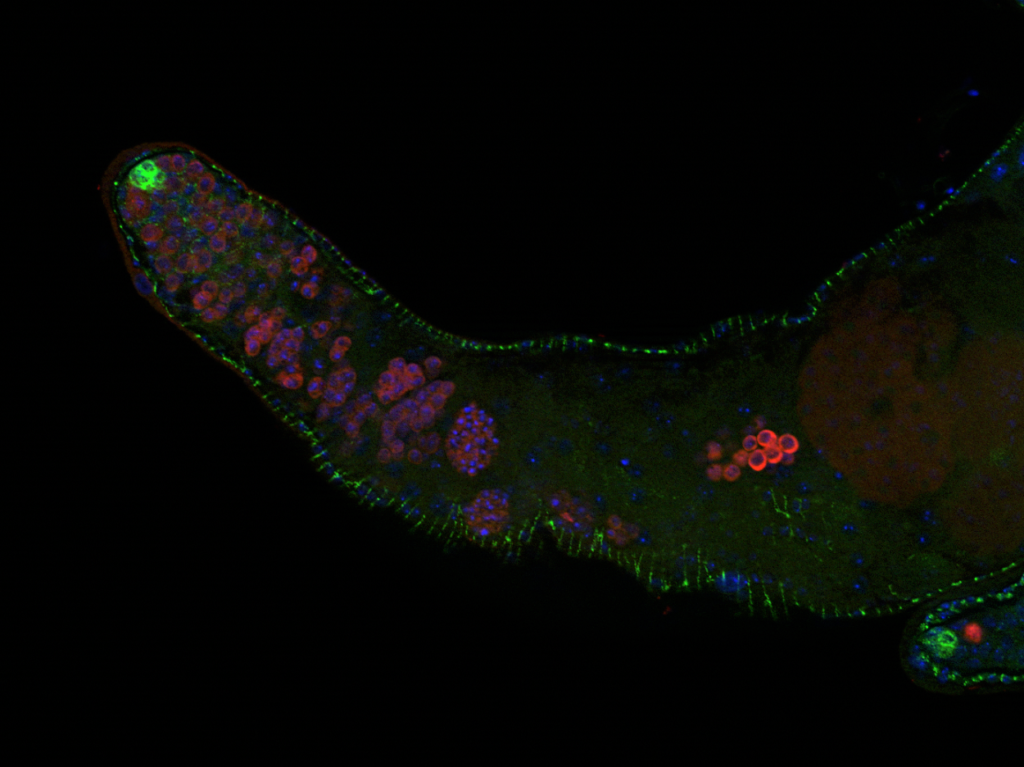 Fruit Fly Pseudotestis 2