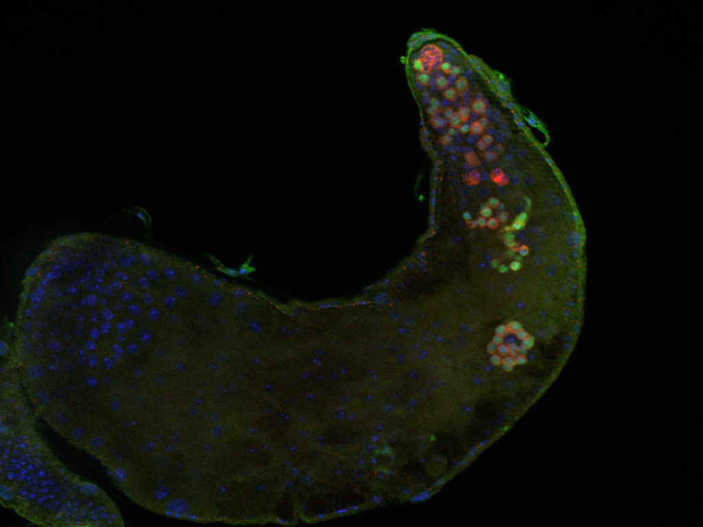 Fruit Fly Pseudotestis