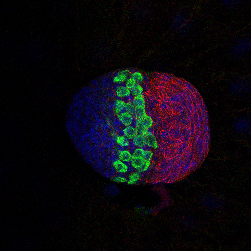 This is an image of a fruit fly larval ovary that is starting to organize its structure into what will be a mature organ. The germ cells are green (stained with anti-VASA antibody), the red cells (stained with anti-NCAD antibody) are somatic cells that will order into structures that support germline stem cells. All nuclei are stained with DAPI (blue). This image was taken a ZEISS confocal using a 40X oil objective. Image credit: Professor Shu Yuan Yang, Chang Gung University, Taiwan