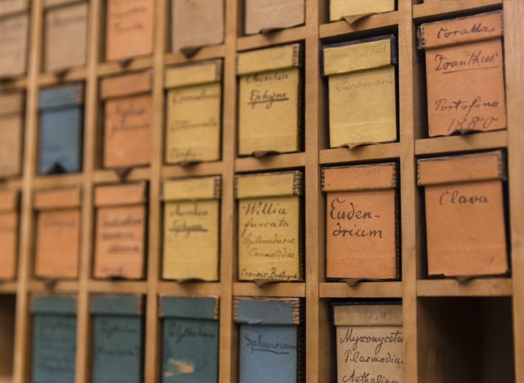 Shelf with Haeckel slides