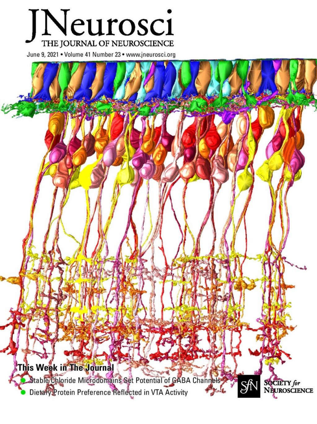 Understanding Early Visual Processing in the Avian Retina Using
