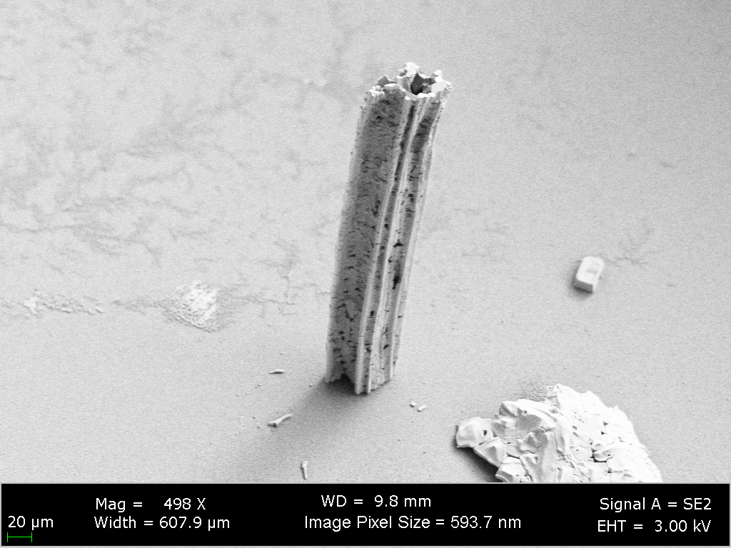 A crystal critter leg, showing that these structures are hollow tubes. Imaged by scanning electron microscopy. Image credit: Dr. Kripa Varanasi, Massachusetts Institute of Technology (USA)