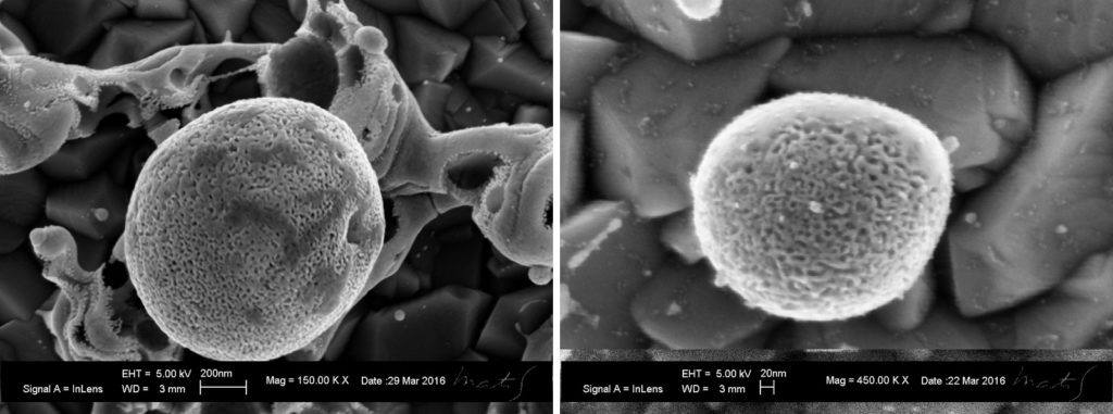 Scanning electron microscopy images of nanoporous Au particles obtained by the dealloying process of AuAg particles resulting from the chemical etching (in HNO3 solution) of the Ag atoms from the alloy particles. Image courtesy of Dr. Francesco Ruffino, University of Catania, Italy