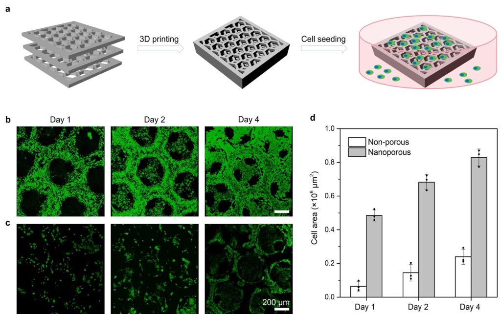 3D-printed inherently nanoporous scaffolds with improved biocompatibility for cell culture. a) Schematic representation of the scaffolds´ geometry. b-c) 3D confocal microscopy images of cells cultured on the inherently nanoporous scaffold (b) and the non-porous scaffold (c) after 1, 2, and 4 days of culture. d Coverage of live cells (Calcein-positive) calculated from the 3D confocal images within a volume of 3 × 3 × 0.3 millimeters cubed. Courtesy of Dr. Pavel Levin, Karlsruhe Institute of Technology, Germany