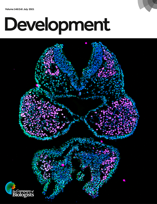 Mouse embryonic cranial neural folds and first pharyngeal arches imaged with ZEISS Axio Observer 7 with structured illumination featured on the cover of 