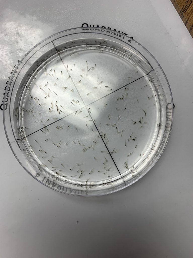 Zebrafish Larvae
