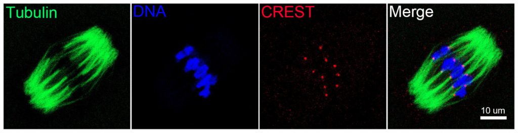 Spindle assembly and chromosome alignment in mouse oocyte. Mouse oocyte at metaphase I stage was immunostained with α-tubulin-FITC antibody to show the spindle morphology (green),  with CREST to display the kinetochores (red), and counterstained with Hoechest to visualize the chromosome (blue). Image acquired with ZEISS LSM 900. Courtesy of B. Xiong, College of Animal Science and Technology, Nanjing Agricultural University, China.