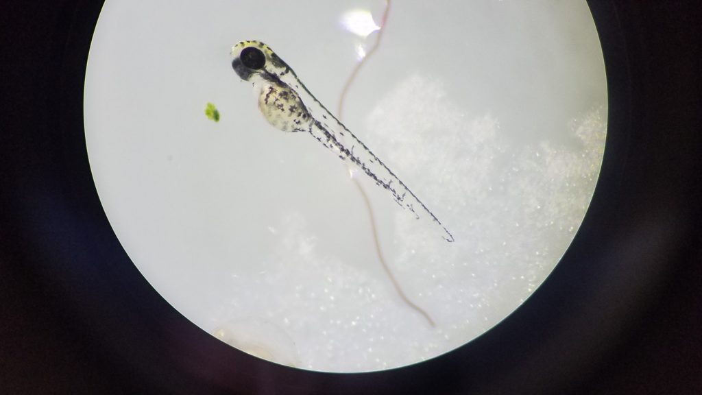 Zebrafish wildtype larva brightfield stereo microscopy Stemi 305