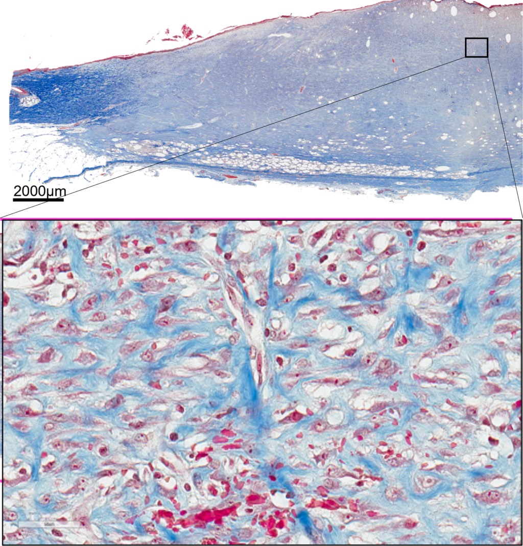 Microscopes, Microscopy Software and Imaging Solutions from ZEISS South