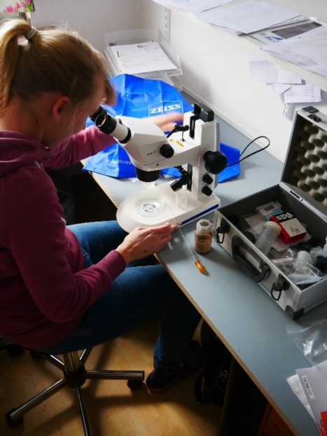 Sarah Carduck präpariert mithilfe des ZEISS Stemi 305 Stereomikroskops die Gregarinen aus einem Schwarzkäfer.
