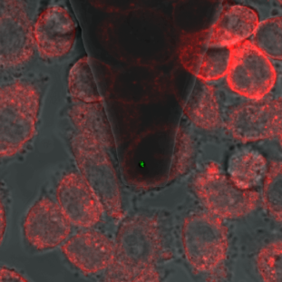 Abbildung 1: Konfokales Mikroskopiebild einer AFM-Spitze, die ein einzelnes Virus (grüner Punkt) auf einer Schicht von CHO-Zellen trägt.
