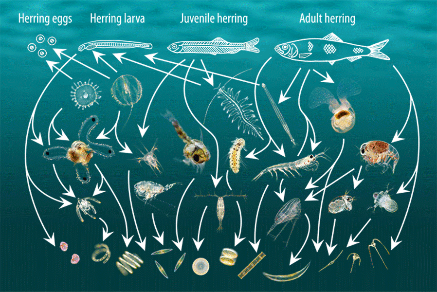 Водоросли и рак. Цепь питания планктон. Фитопланктон зоопланктон пищевая цепь. Цепь питания планктон рыба. Зоопланктон Нектон и бентос.