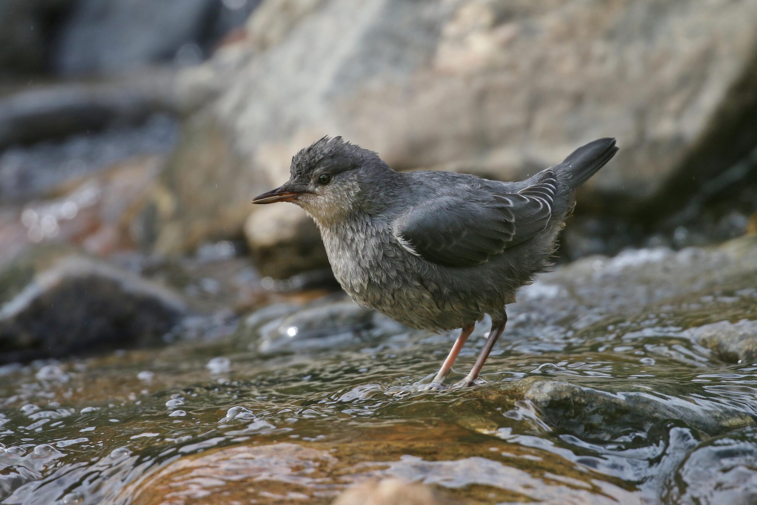 American Dipper