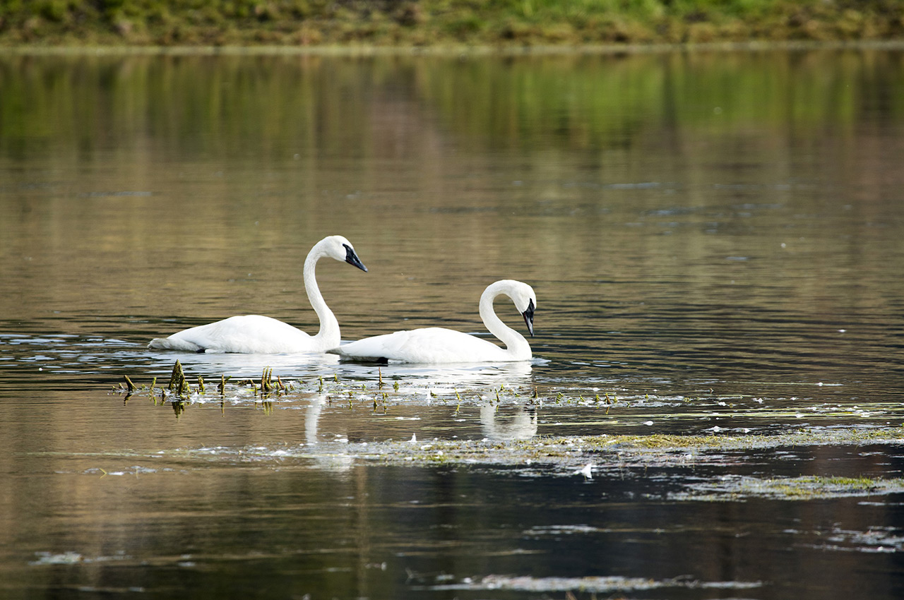 A Pair of Trumpeter Swans 