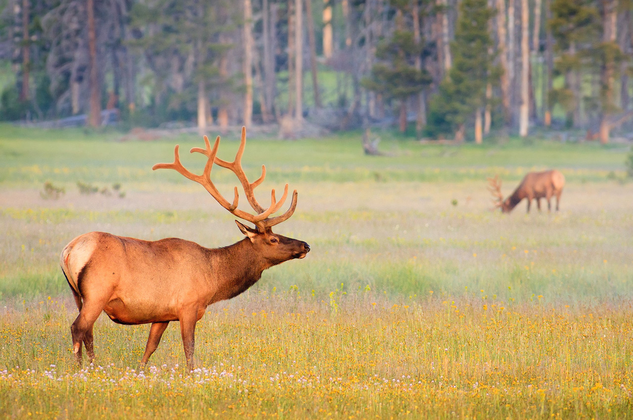 Bull Elk in summer velvet antlers