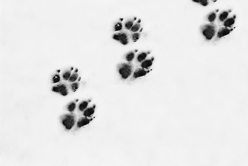 Pfotenabdrücke von einem Hund im Schnee.