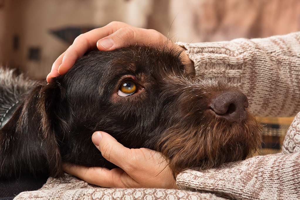 Hund hat seinen Kopf auf dem Schoss seiner Besitzer*in abgelegt und wird gestreichelt.