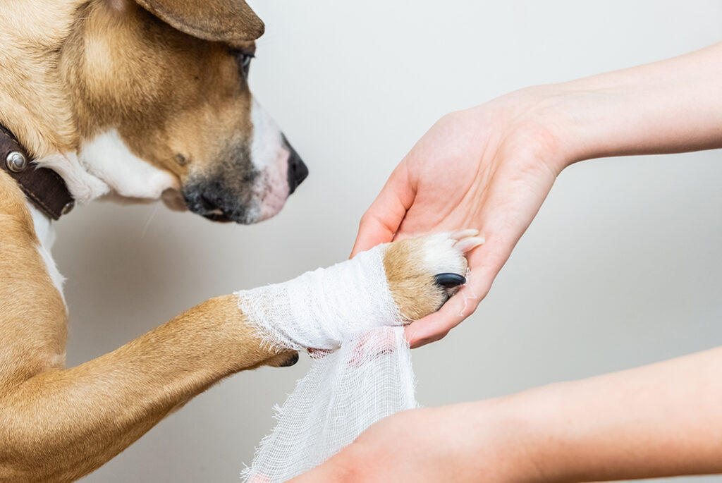 Die Pfote eines Hundes liegt in der Hand eines Menschen und wird mit einem weißen Verband verbunden