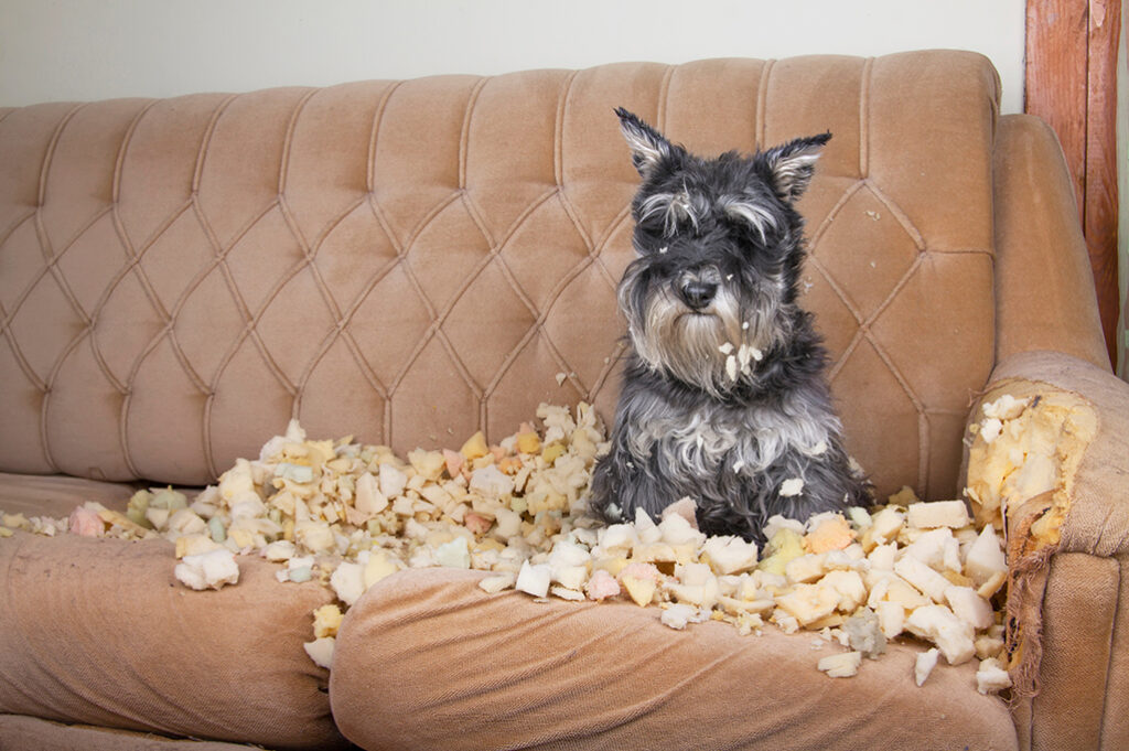 Ein Hund sitzt auf einem Sofa, das er beschädigt hat, während Polsterteile herausragen.