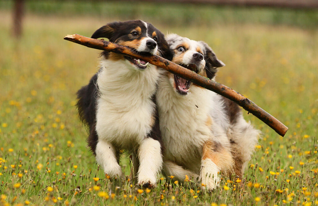 Zwei Hunde spielen auf einer blühenden Wiese und tragen gemeinsam einem Stock.