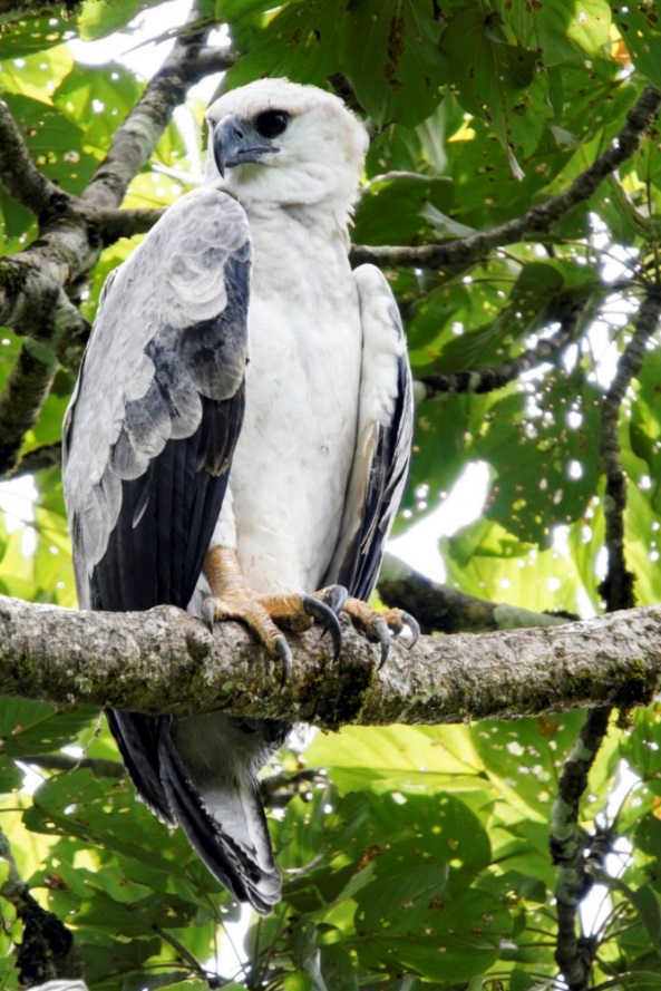Bird of Extremes: The Harpy Eagle - Nature Observation