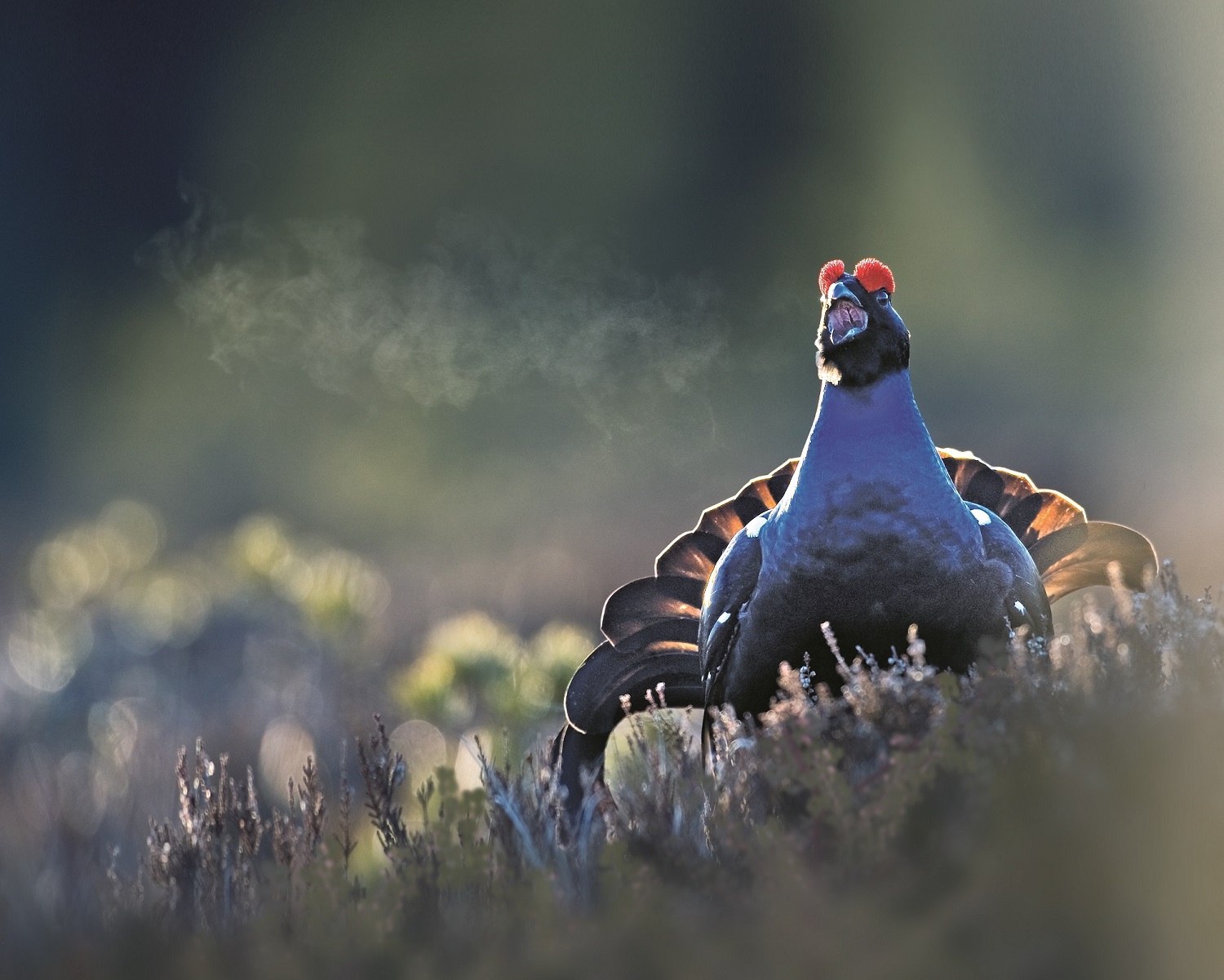 The Black Grouse: A bird species, which deserves our