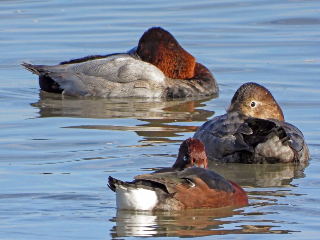 The male Ferruginous Duck in the foreground is much smaller than the Pochard in the background.
