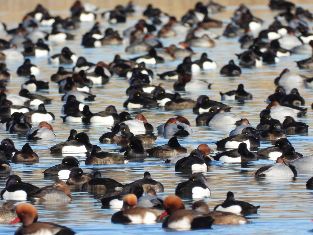 Large flock of wintering pochards and tufted ducks with scattered moor ducks