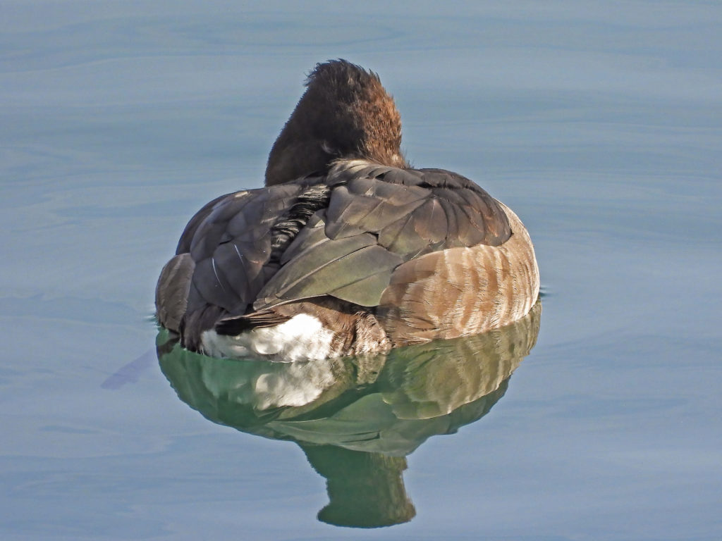 Sleeping female Tufted Duck with brown head colouration, white under-tail coverts and light beige-brown flank colouration.
