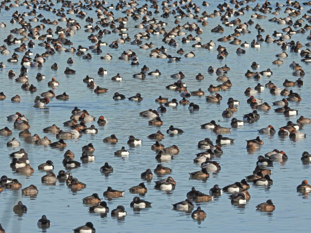 Large flock of wintering pochards and tufted ducks with scattered moor ducks