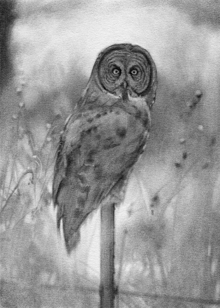 Drawing of a Great Grey Owl by Catherine Hamilton