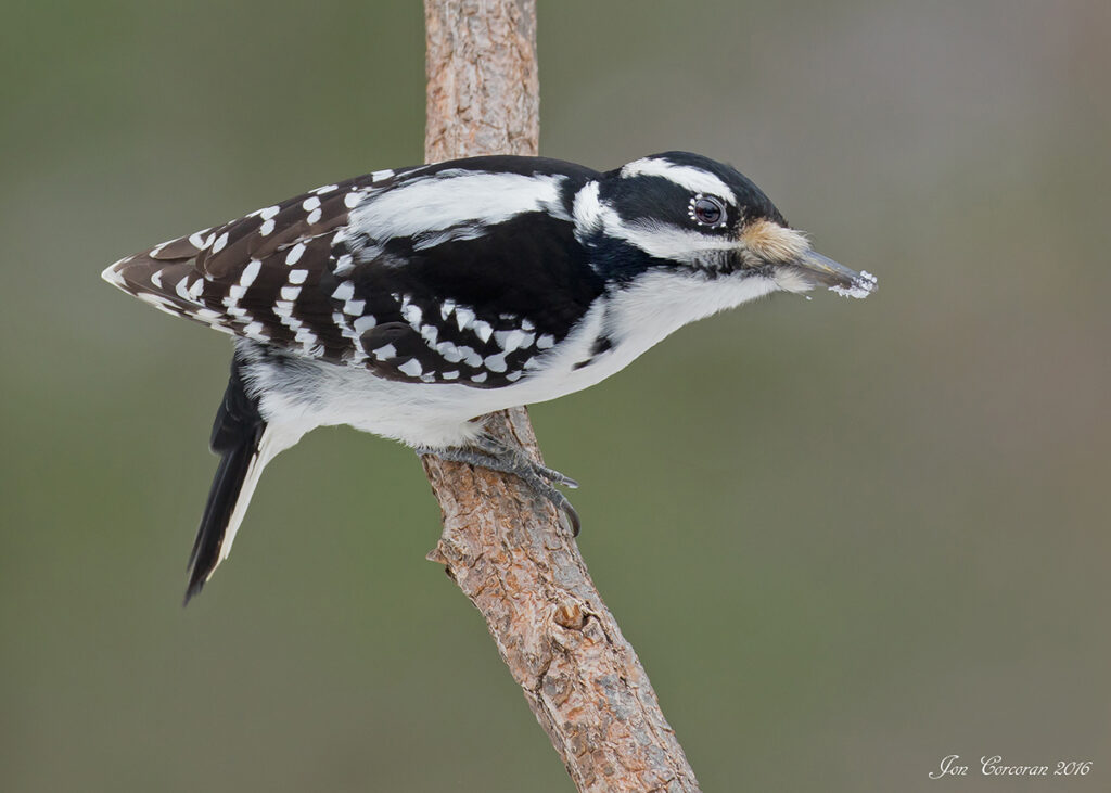 Downy woodpecker photo by Jon Corcoran