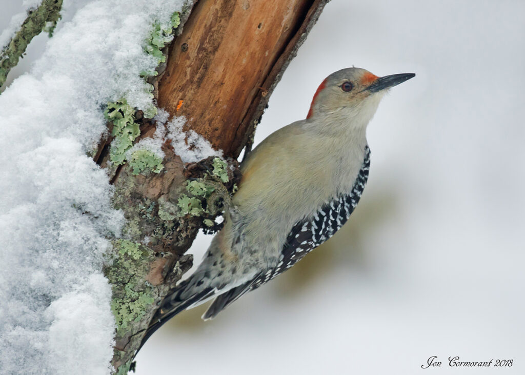 Red-bellied woodpecker photo by Jon Corcoran