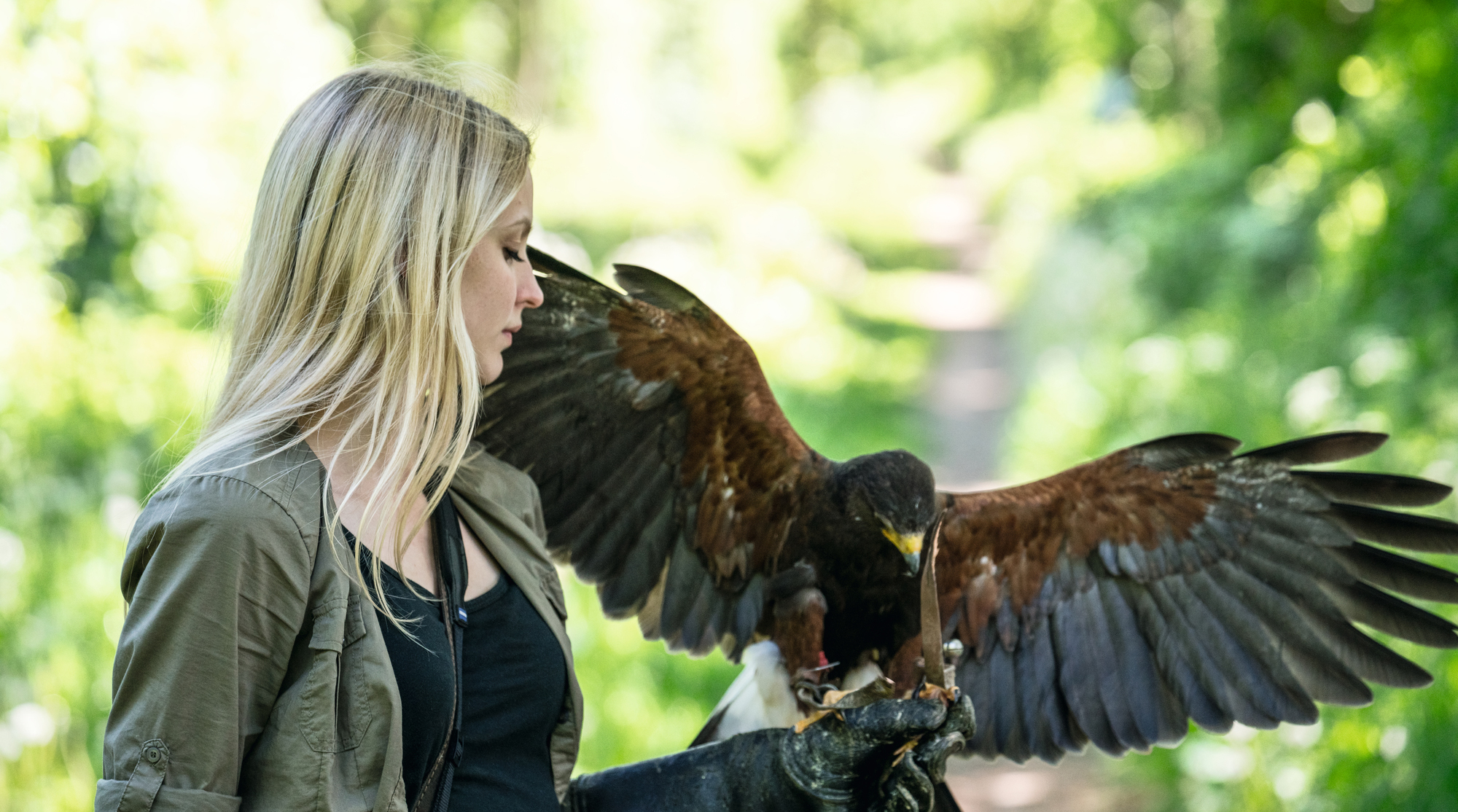 Falconry The Masters of the Sky ZEISS Hunting